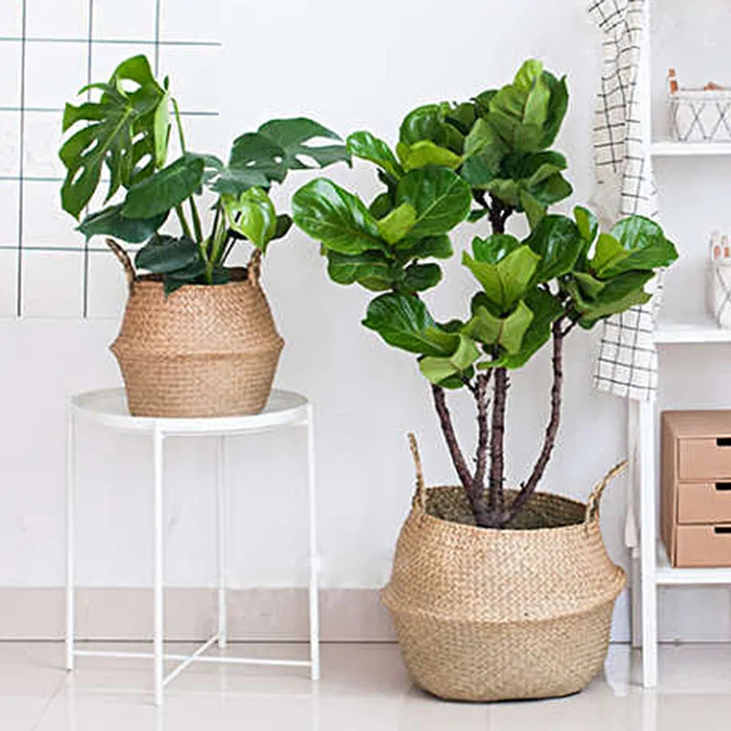 Woven Seagrass Hanging Plant Organizer